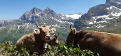 Dies Bild wurde im Isenthal auf der Alp Oberalp gemacht. Das Jungvieh geniesst die schönen Tage auf der Alp. Im Hintergrund sieht man den Urirotstock rechts und Schlieren links. (Bild: Armin Zurfluh, 30. Juni 2019)