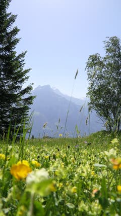 Der junge Fotograf nimmt den Betrachter mit mitten in die Wiese. (Bild: Nico Infanger, Eggberge, 26. Juni 2019)