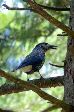 Der Tannenhäher im finsteren Bergwald am Kronberg. (Bild: Hans Aeschlimann)