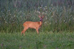 Manchmal bellt der Rehbock nahe Uznach. (Bild: Edgar Huber)