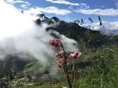 Die Nebel lichten sich auf der Gamsalp. (Bild: Toni Sieber)