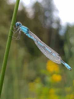 Eine elegante Libelle am alten Feuerwehrweiher in Zihlschlacht. (Bild: Reto Schlegel)
