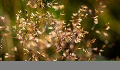 Ein Sommerwiesenstrauss. (Bild: Stefan Kunz, Napf, 1. August 2019)