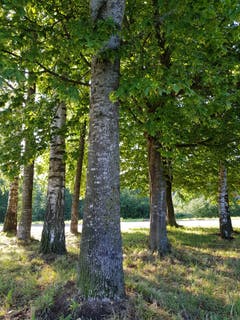 Die Symmetrie der Baumreihen an der Thur in Bischofszell. (Bild: Reto Schlegel)