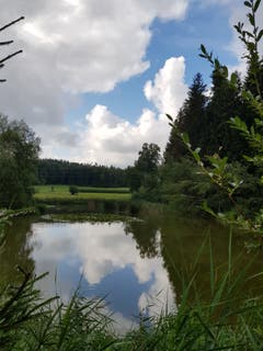 Spiegelbild beim alten Feuerwehrweiher in Zihlschlacht. (Bild: Reto Schlegel)