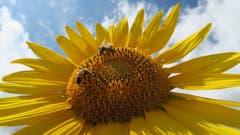 Eine Sonnenblume mit Bienen bei Romanshorn. (Bild: Fredy Zünd)