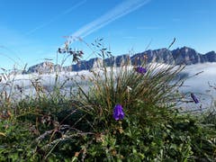 Beim Aufstieg auf den Gemsfairenstock entdeckt. (Bild: Hildi Heger-Imhof, Urnerboden, 1. August 2019)