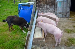 Die fünf Schweine bekommen die Schotte vom Käsen in den Futtertrog.