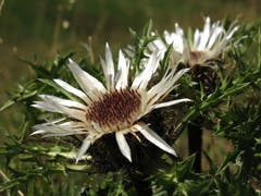 Eine Distel am Wanderweg. (Bild: Irene Wanner, Schötz, 11. August 2019)