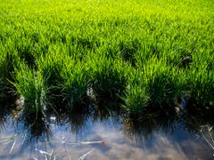 Das Reisfeld muss völlig ausnivelliert sein, damit der Wasserstand konstant bleibt. (Bild: Keystone/JEAN-CHRISTOPHE BOTT)