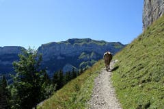 Wanderwetter auf der Ebenalp. Eine Kuh auf dem Weg zum Äscher. (Bild: Doris Sieber)