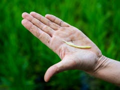 Das Wetter der kommenden Tage wird entscheidend sein für die Reisernte im Herbst. Aktuell blüht der Reis. Der Wind kann die Pollen nur bei trockenem Wetter optimal transportieren. (Bild: Keystone/JEAN-CHRISTOPHE BOTT)