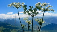 Wiesenkerbel. (Bild: Peter Bumbacher, Wildspitz, 11.August 2019)
