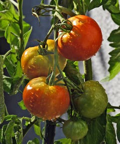 "Der Garten bringt's!" (Bild: Walter Schmidt)