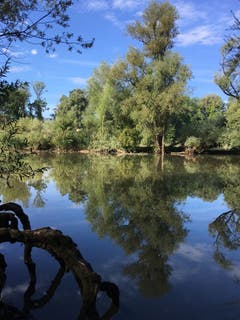 Sommermorgen am alten Rhein. (Bild: Toni Sieber)