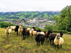Neugierige Schafe im Regenwetter bemustern den Fotografen. Im Hintergrund sieht man eine dicke Nebelwand oberhalb von Malters/LU. (Bild: Urs Gutfleisch, Malters, 12. August 2019)