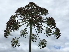 Ein Wunder der Natur. (Bild: Toni Sieber)