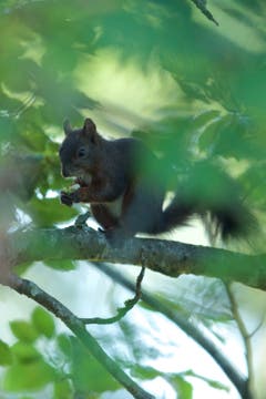 Das Eichhörnchen verzehrt die Haselnuss. (Bild: Hans Aeschlimann)