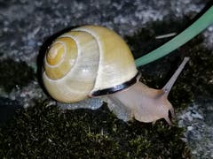 Schnecke der Nacht (Bild: Benedikt Born, Ittigen, 12. August 2019)