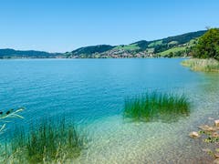Schöne Schilfinseln im Aegerisee. (Bild: Rita Hofstetter, Aegerisee, 11. August 2019)
