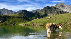Abkühlung im Bergsee. (Bild: Peter Bumbacher, Wangsersee Pizolgebiet, 11. August 2019)