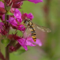 Schwebefliege. (Bild: Hans Aeschlimann)