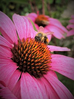 Dieses fleissige Bienchen vergnügt sich im "Blütenstaub-Bad" ! Aufgenommen in Luzern. (Bild: Margrith Imhof-Röthlin, Luzern, 13. August 2019)