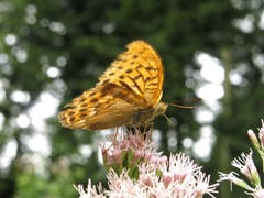 Kaisermantel: In Wäldern verbreiteter Schmetterling. (Bild: Irene Wanner, Schötz, 13. August 2019)