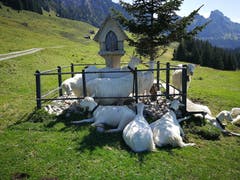 Andacht beim Bildstöckli, aufgenommen im Alpstein, zwischen Plattenbödeli und Ruesitz, Nähe von Alp Soll. (Bild: Claudia Brändli)