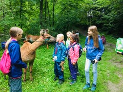 Kuss gefällig? Hoffentlich spuckt dieses Lama nicht. (Lagerbild: Ferienpass Nidwalden, Stans, 12. August 2019)