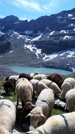 Schafe beim weiden oberhalb des Gletscherseeli. (Bild: Doris Bissig, Klausenpass Uri, 11. August 2019)