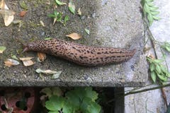 Was für ein Tier: Rossschnecke mit Leopardenmuster? (Bild: Armin Kappeler)