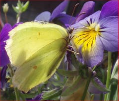Der Zitronenfalter: noch einmal das Sommerkleid überziehen und den Sommer geniessen. (Bild: Verena Bruggmann)