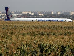 Ein russisches Passagierflugzeug mit mehr als 230 Menschen an Bord ist nach einer Kollision mit Vögeln in der Nähe von Moskau in einem Maisfeld gelandet. (Bild: KEYSTONE/EPA/SERGEI ILNITSKY)