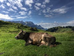 Sie geniesst den Alpsommer. (Bild: Toni Sieber)