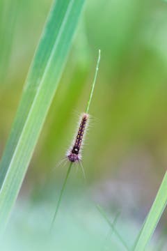 Eine Raupe in beeindruckender Nahaufnahme. (Bild: Petra Jung, Hämikon, 15. August 2019)