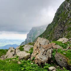 Gämse nahe der Tierwies am Säntis. (Bild: Esther Hörnlimann)