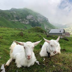 Geissen auf der Meglisalp. (Bild: Esther Hörnlimann)