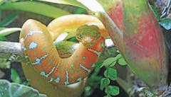 Noch ist der Grüne Hundskopfschlinger aus dem Amazonasbecken orange-rötlich gefärbt. (Bild: Benjamin Schmid)