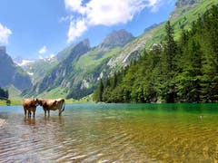 Abkühlung am Seealpsee. (Bild: Aurelia Manser)