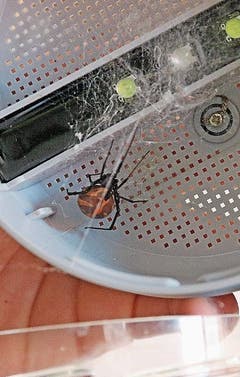 Klein, aber extrem giftig: die Schwarze Witwe. (Bild: Benjamin Schmid)