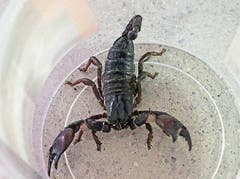 Einer der grössten seiner Art: der Kaiserskorpion aus den tropischen Wäldern West- bis Zentralafrikas. (Bild: Benjamin Schmid)
