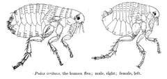 Menschenfloh: 1 – 4 mm gross, saugt Blut, lebt in dunklen Ritzen des Bettes. (Bild: Wikipedia/Medical and Veterinary Entomology (1915))