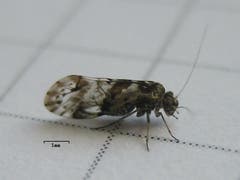 Staublaus: 0,6 – 1,8 mm grosses Insekt, Allesfresser, bevorzugt feuchte Orte im Haus. (Bild: Wikipedia)