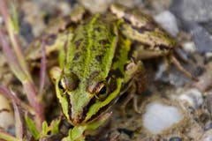 Grosse Augen macht der Frosch....(Bild: Ruedi Dörig)