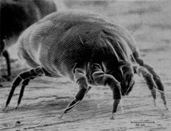 Hausstaub-Milbe: 0,1 – 0,5 mm grosses Spinnentier, ernährt sich von Hautschuppen, lebt häufig im Bett. (Bild: Wikipedia)