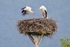Morgenputz der Störche verbunden mit Gymnastik, aufgenommen in Altstätten. (Bild: Ruedi Dörig)
