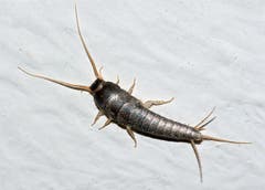 Silberfischchen: ca. 1 cm gross, nützliches Insekt, frisst Textilien, Klebstoffe, Papier, Zucker, Haare, Hautschuppen, Milben, lebt an feuchten Stellen im Haus. (Bild: Wikipedia)