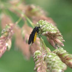 Trauermücke und Gallmücke: 1 – 7 mm respektive 0,5 – 4 mm gross, fressen organisches Material oder Pilze, leben in Topfpflanzen, aber mehrheitlich in der Natur. (Bild: Wikipedia)