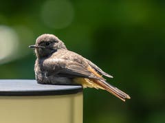 Ich habe hier meinen Hochsitz. (Bild: Hardy Konzelmann, Obernau, 16. August 2019)